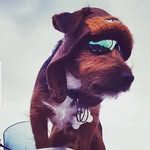 jack early - @jackbikerdog - Instagram