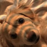 Jack Eddington - @mint_floof - Instagram