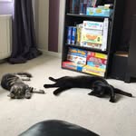 Jack & Eddy - @jack_n_eddy_cat - Instagram