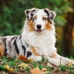 Hi i am jack 🐶 - @jackeffrey - Instagram