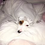 e l k o ™ - @elko_the_jack_russell - Instagram