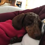 Jack Elms - @dinojack3 - Instagram