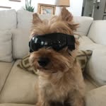 Jack The Yorkie - @jack_elrod_yorkie - Instagram