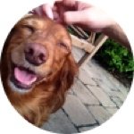 jack entwistle - @jacky_the_dog - Instagram