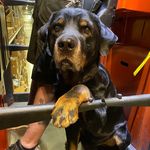 Jack Ericson - @mydogjack - Instagram