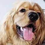 Jack Espinosa - @jack_the_cockers - Instagram