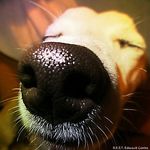 Lucky - @lucky_the_jack_faller - Instagram