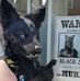 Jackdaw Faust - Facebook