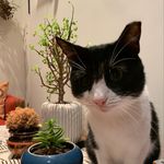 I have a strong personality - @favorite_cat_named_jack - Instagram
