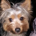 Jack - @jack_your_favorite_dog - Instagram