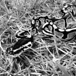 Jack Ference - @jacksreptiles96 - Instagram