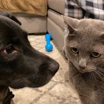 Zeus Jack and Nugget Fleetwood - @zeus.and.nugget - Instagram