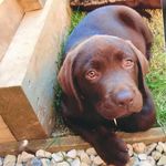 Dexter Jack Frampton - @dexterbrowndogframpton - Instagram