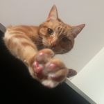 Jack&Friends - @jackthecooolcat - Instagram