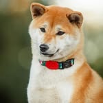Suzu_shibainu - @jack_galaxy_suzu - Instagram