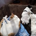 Jack, Gary y Simba 😺😼😾 - @jackgary610 - Instagram