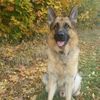 Jack Gerhard - @jackderhund - TikTok