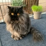 Cocktail Cats - Jack & Ginn - @cocktailcats - Instagram