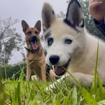 Jack y Ginny 🐺🐾 - @jack_ginny12 - Instagram
