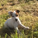 Gioia🐶🤎🐾 - @gioia_jack_russel_corse - Instagram