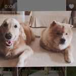 @jack.goldie.browndots - Instagram