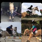 🎀🎀Jack & Goldie🎀🎀 - @eventing_sisterz - Instagram