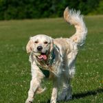 Jack the Goldie - @thisisjacksstory - Instagram