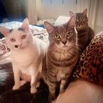 Wiggles, Mercury, Jack & Goldie - @wiggles_crue - Instagram