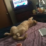 Jack Goldsmith - @jack___goldsmith - Instagram