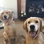 Captain Jack & Gracie Mae - @jackgraciegoldens - Instagram