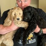 Jack & Gracie - @jack_n_gracie_puppies - Instagram