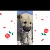 Jackie Grasso - @jackie.grasso - TikTok