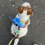 Snoopy - @snoopy.jackgrasso - Instagram