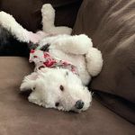 Jack Greenbaum - @jack.thepoo - Instagram