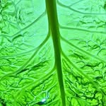green leaf - @green_leaf_jack - Instagram