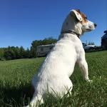 Jack Gresham - @captainjackpuppers - Instagram