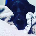 Jack Grillo - @mrviking11bigboy - Instagram