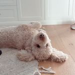 Jack Gunston the standard poodle - @jack.gunston.poodle - Instagram