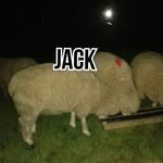 jack hamill - @grass_leg_end - Instagram