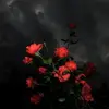 jackhavemanjackie - @jackhavemanjackie - TikTok