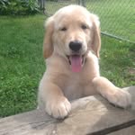 Jake Heffron 🐾 - @youngjakeheffron - Instagram