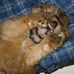 Jack Pumpkin Heinemann - Facebook