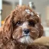 Jack Hennen - @jack_hennen - TikTok