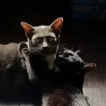 Jack & Henrietta - @jackandhenriettathecats - Instagram