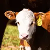 Jackson Hole Hereford Ranch - @jacksonholeherefordranch - TikTok
