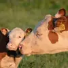 JHF - @jacksonherefordfarms - TikTok