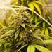 Jack Herer - Facebook