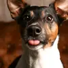 Hermann Jack Russel - @hermann.jack.russ - TikTok