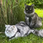 Ｊａｃｋ  &  Ｈｅｒｍａｎｎ - @xthelazycatsx - Instagram