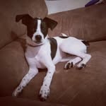 JACK 🐾🐾 - @jack_hermosillo - Instagram